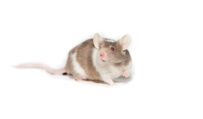 Почему в США нельзя травить крыс и мышей